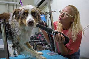 Dog Grooming Cookeville TN